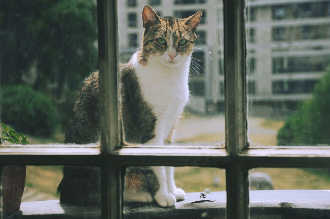 窓辺で外を見つめる猫
