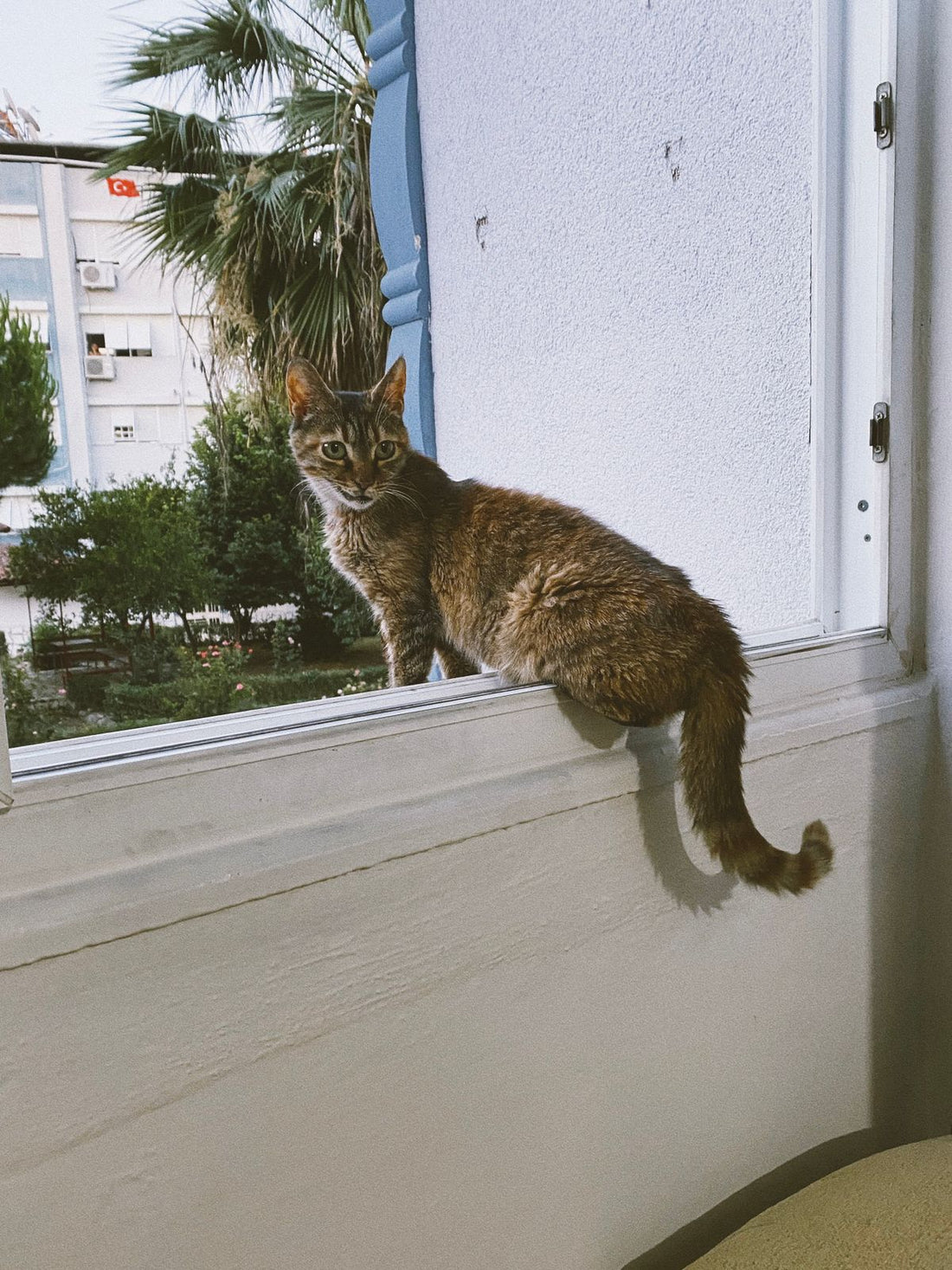 住まいの窓辺に座る猫