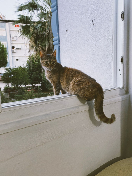 住まいの窓辺に座る猫
