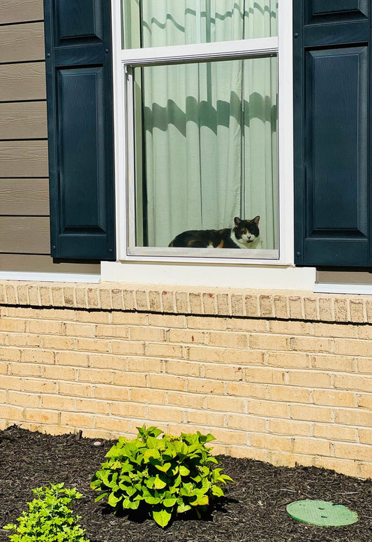 窓から外を眺める三毛猫