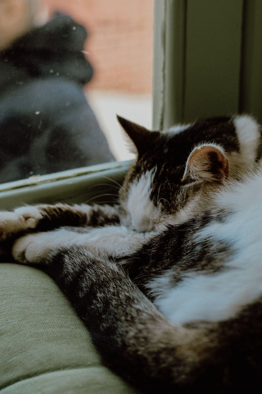 窓辺で静かに眠る猫