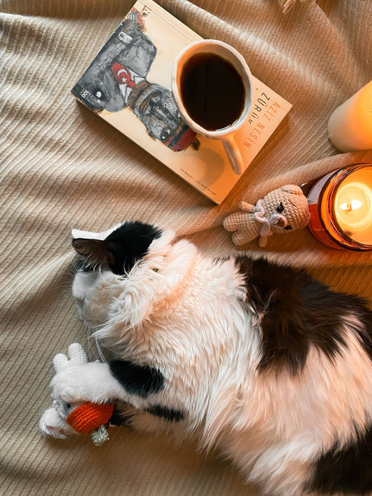 寝具でくつろぐ猫と本のある室内
