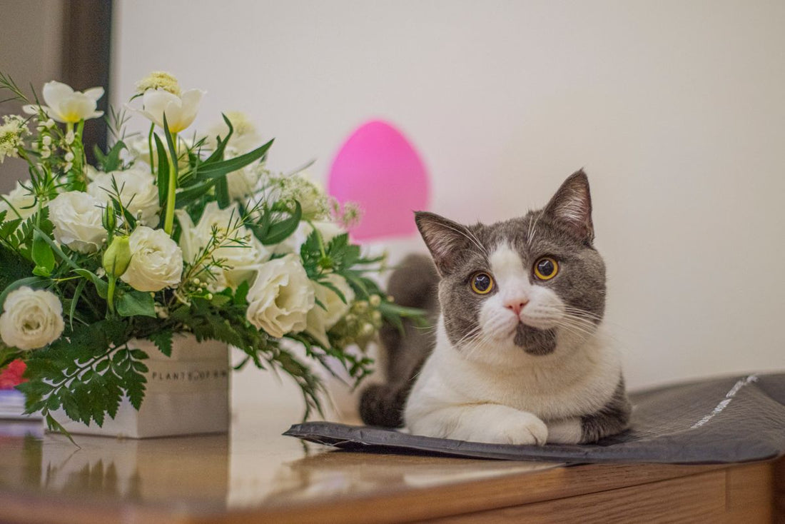 花束の近くでくつろぐ猫