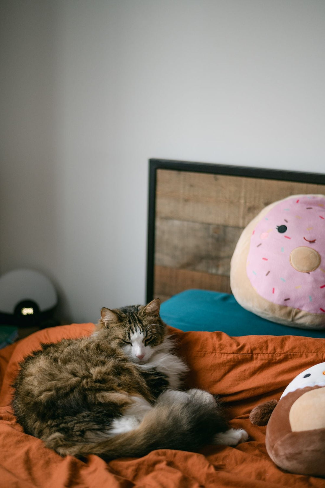 寝具の上で眠る猫。愛猫の形見を残す記事のイメージ