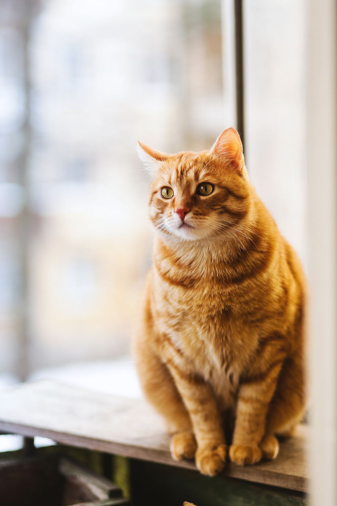 窓辺でくつろぐ猫。猫の供養方法を考える記事のイメージ