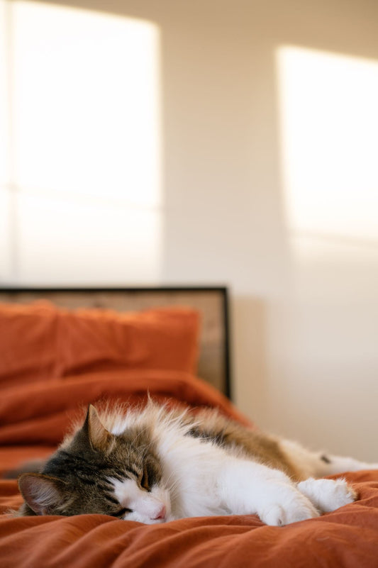 日差しの入る寝室でくつろぐ猫。思い出を残す記事のイメージ