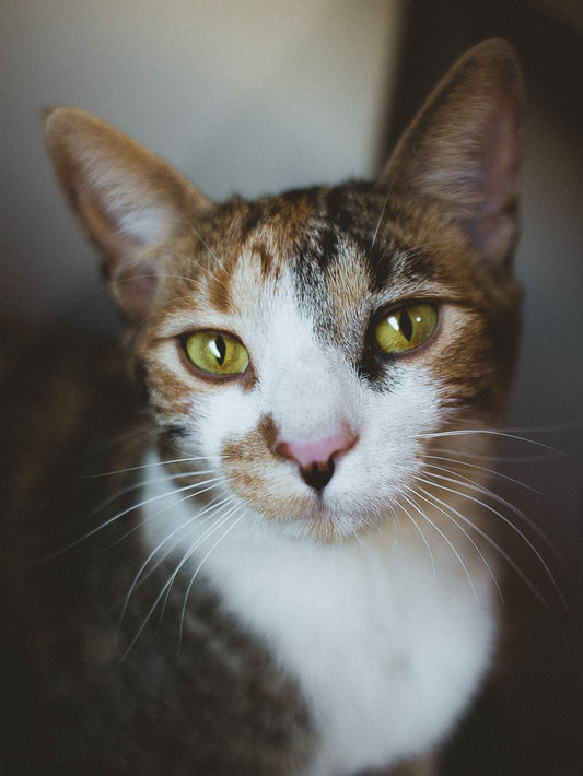 猫の毛並みとひげの接写。遺毛の保存を考える記事のイメージ