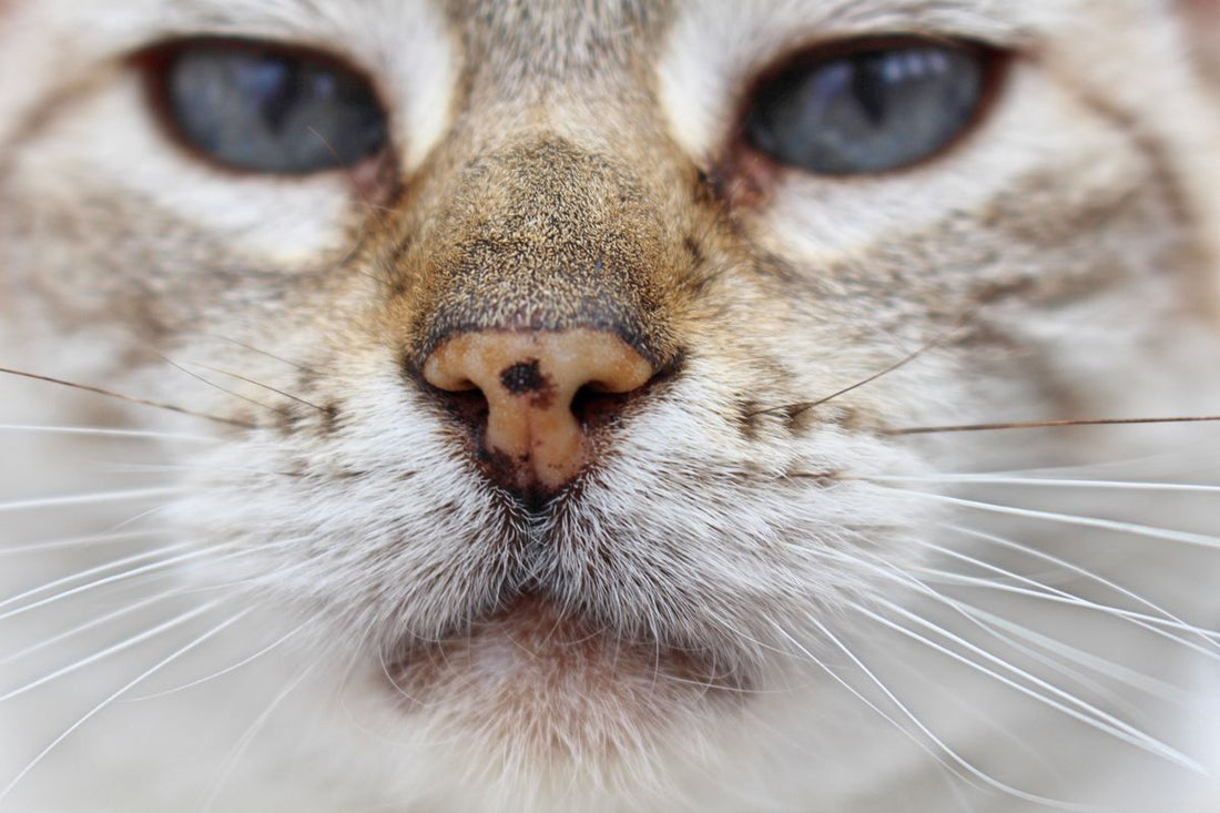 猫の鼻先とひげの接写。猫のひげを保存する記事のイメージ