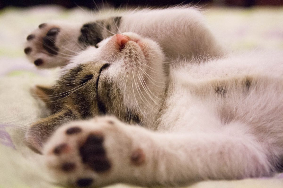 猫の足先と肉球。肉球の思い出を残す記事のイメージ
