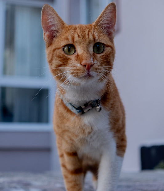 窓辺にいる茶トラ猫。愛猫の写真の飾り方を考える記事のイメージ