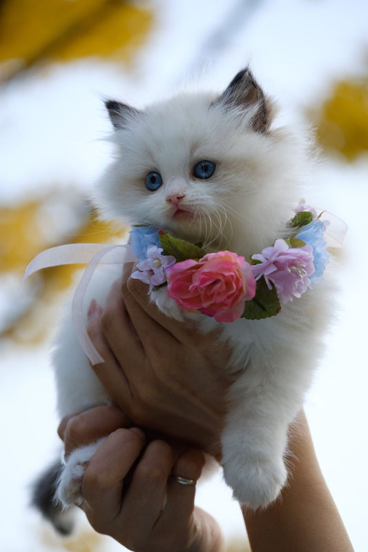 写真を整理するための机とノート。愛猫の思い出を整理するイメージ