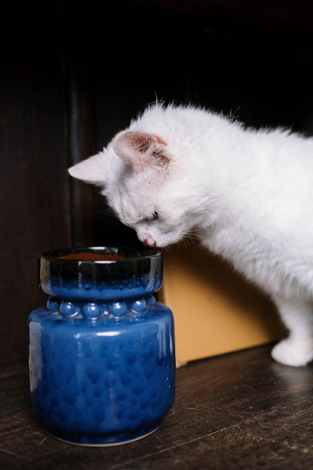青い陶器の花瓶を見つめる白い猫