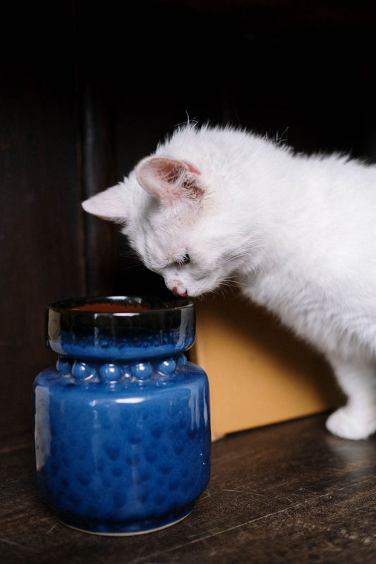 青い陶器の花瓶を見つめる白い猫