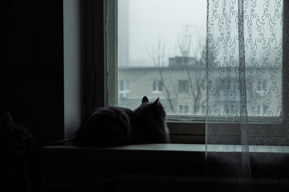 雨の日の窓辺で外を見る猫