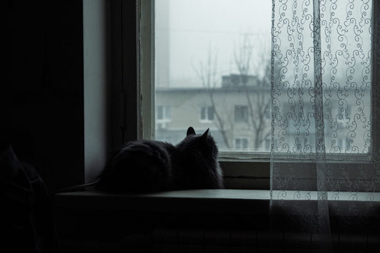 雨の日の窓辺で外を見る猫