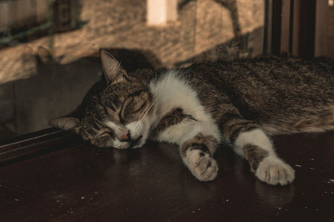 日差しの入る窓辺で眠る猫