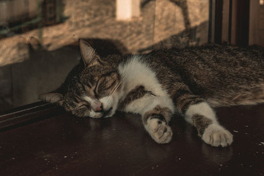 日差しの入る窓辺で眠る猫
