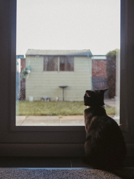 窓辺から外を見つめる黒猫