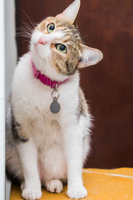 自宅で落ち着いて過ごす首輪付きの猫の写真
