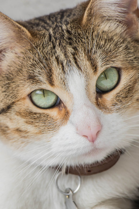 首輪をつけた猫の穏やかな横顔。手続きガイドのイメージ