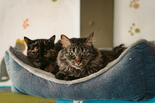 ベッドで並んで休む2匹の猫の写真