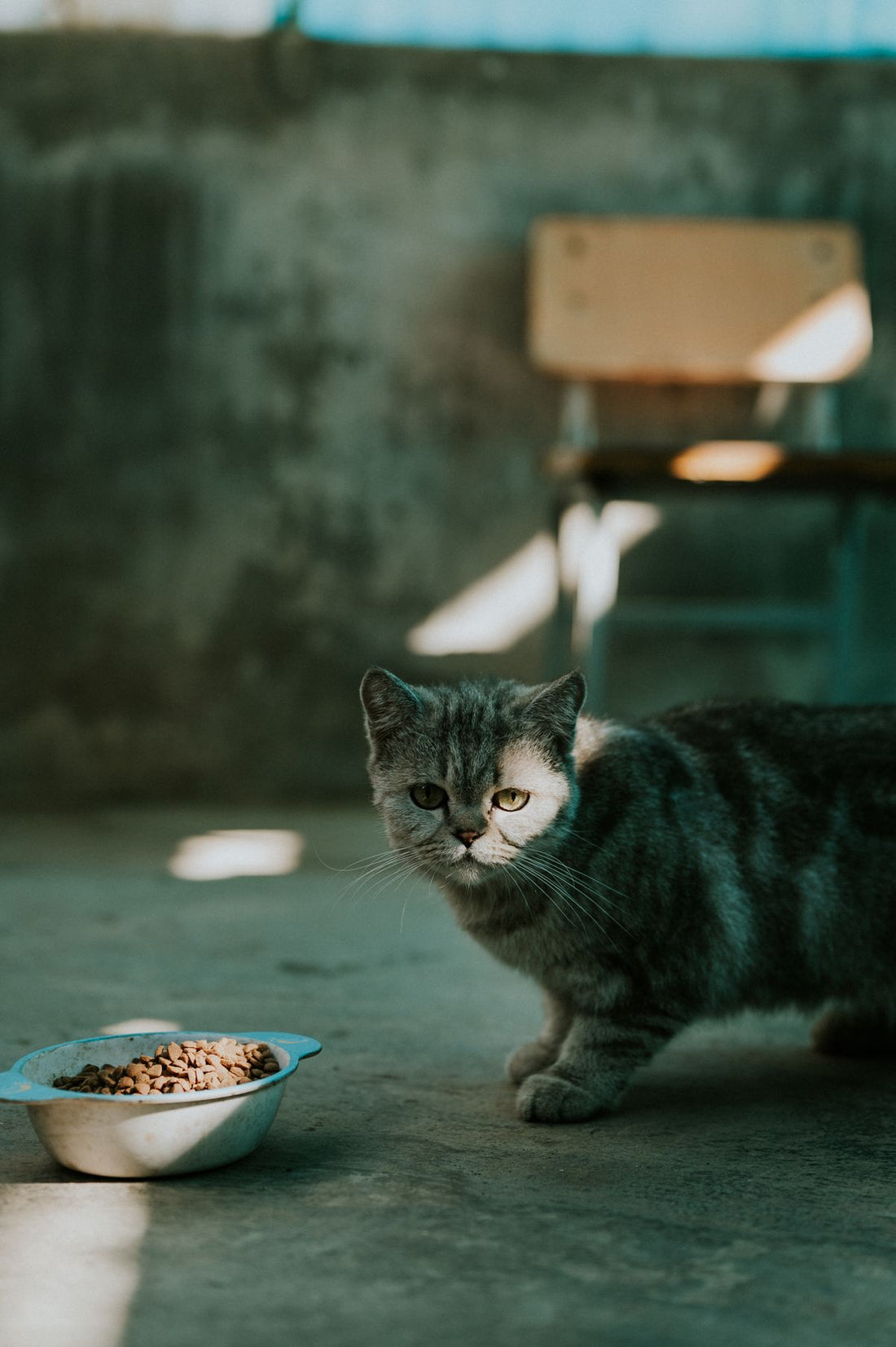 フードボウルに近づく猫。お供えと安全管理の記事のイメージ