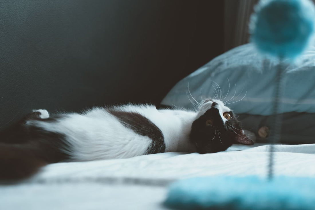 室内のおもちゃと一緒にくつろぐ猫。火葬に持っていくもののイメージ
