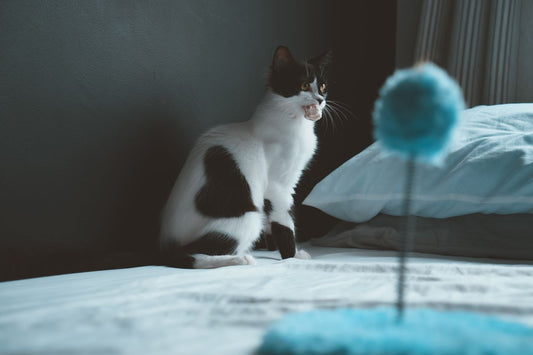 お気に入りのおもちゃのそばで休む猫。遺品整理のイメージ