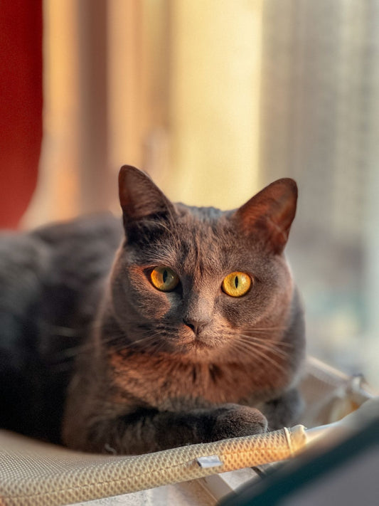 窓辺で静かにくつろぐ灰色の猫。思い出を振り返るイメージ