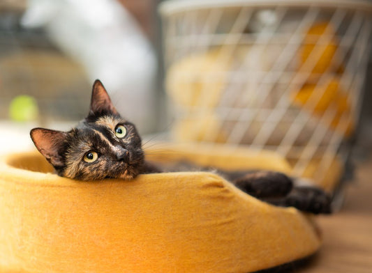 日差しの入る室内で休む猫の写真