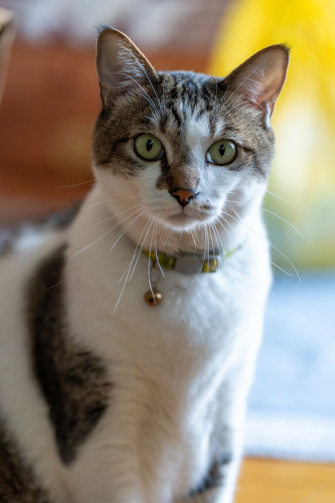 室内で首輪をつけた猫の写真。ペット保険手続きのイメージ