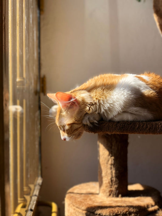 明るい窓辺でくつろぐ猫の写真