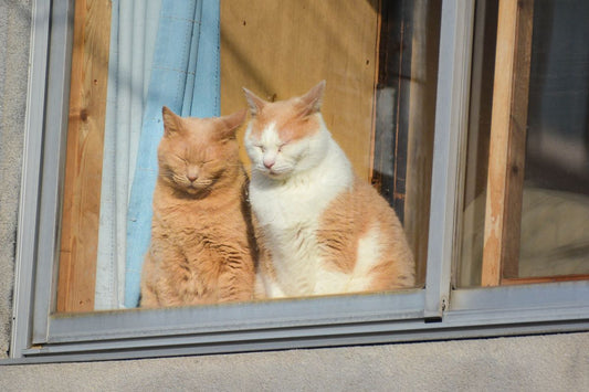窓辺に並ぶ2匹の猫。同居猫がいる家庭のイメージ